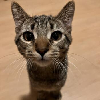 Rescue Domestic Short Hair Cats for Adoption in Springfield, Ohio - Aspen | PetCurious