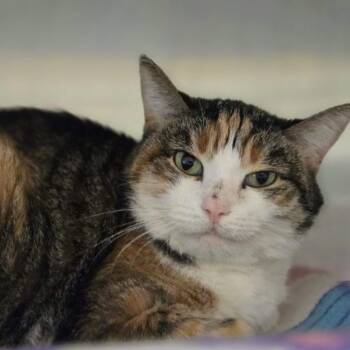 Domestic Short Hair Cats Available for Adoption in Oak Brook, Illinois - BunBun | PetCurious