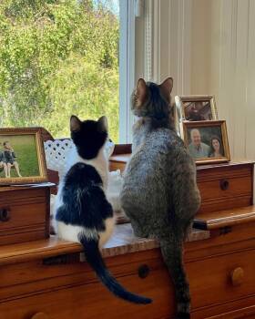 Harry -  Domestic Short Hair Cat Available for Adoption in San Francisco, California - Harry | PetCurious