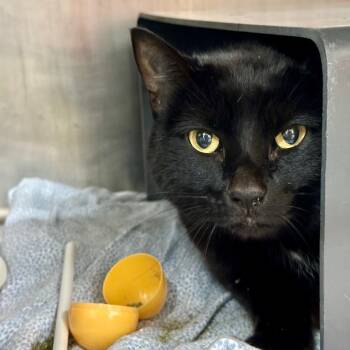 Ceridwen -  Domestic Short Hair Cat for Adoption in Chicago, Illinois - Ceridwen | PetCurious