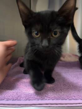 Comma -  Domestic Short Hair Cat for Adoption in Fort Collins, Colorado - Comma | PetCurious