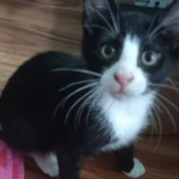 Tux -  Domestic Short Hair Cat for Adoption in Edwardsville, Illinois - Tux | PetCurious