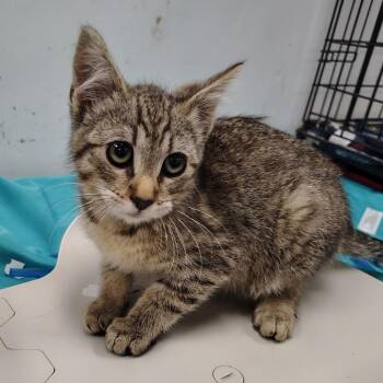 Roast -  Domestic Short Hair Cat for Adoption in Coos Bay, Oregon - Roast | PetCurious