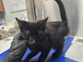 RIOT -  Domestic Short Hair Cat for Adoption in Hagerstown, Maryland - RIOT | PetCurious