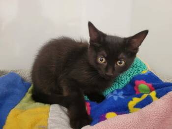 Moutarde -  Domestic Short Hair Cat for Adoption in Delson, Quebec - Moutarde | PetCurious
