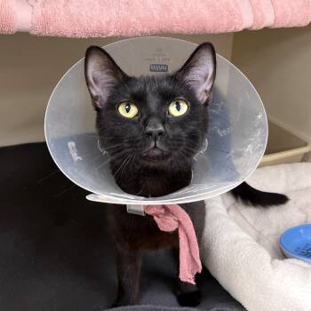 Domestic Short Hair Cats Available for Adoption in Philadelphia, Pennsylvania - Buffy | PetCurious