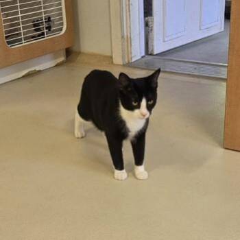 Gummy Bear -  Domestic Short Hair Cat for Adoption in Phoenixville, Pennsylvania - Gummy Bear | PetCurious