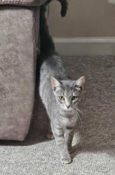 Gus -  Domestic Short Hair Cat for Adoption in Manchester, Tennessee - Gus | PetCurious