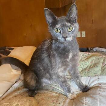Rescue Domestic Short Hair and Dilute Tortoiseshell Cats for Adoption in Somerset, Kentucky - Faith P | PetCurious