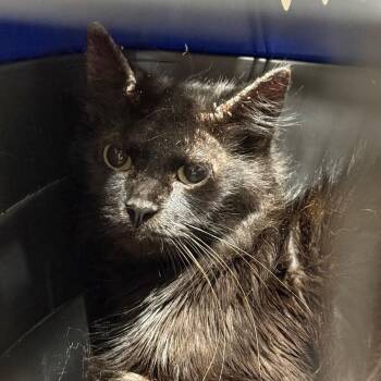 SAS-Stray-92121 -  Domestic Medium Hair Cat for Adoption in Milton, Florida - SAS-Stray-92121 | PetCurious