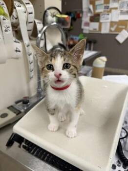 Elena -  Domestic Short Hair Cat for Adoption in Westland, Michigan - Elena | PetCurious