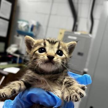 Pepsi -  Domestic Short Hair Cat for Adoption in Summerville, South Carolina - Pepsi | PetCurious