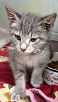 George -  Domestic Short Hair Cat for Adoption in Lexington, Virginia - George | PetCurious