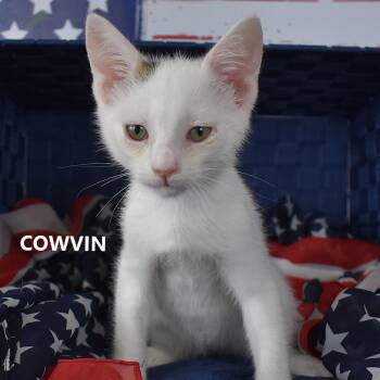 Cowvin -  Domestic Short Hair Cat for Adoption in Yuma, Arizona - Cowvin | PetCurious