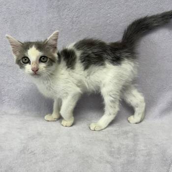 Debbie -  Domestic Short Hair Cat for Adoption in Valdosta, Georgia - Debbie | PetCurious