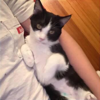 Domestic Short Hair Cats Available for Adoption in Wichita, Kansas - Amos | PetCurious