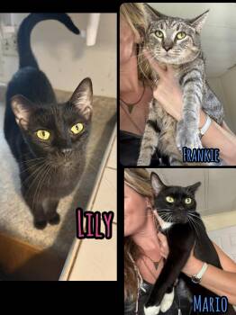 3 cats need homes (Adopt separately) VIDEO -  Domestic Short Hair Cat for Adoption in Port Orange, Florida - 3 Cats Need Homes (Adopt Separately) VIDEO | PetCurious