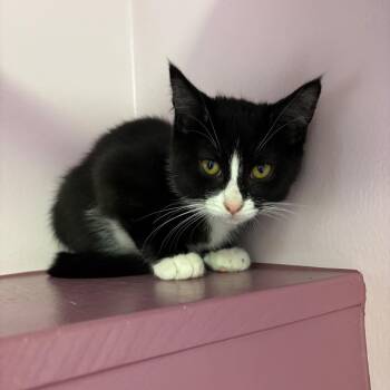 Rescue Domestic Short Hair Cats for Adoption in Fenton, Michigan - Starry | PetCurious