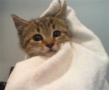 Domestic Short Hair Cats Available for Adoption in Charlotte, North Carolina - TABASCO | PetCurious