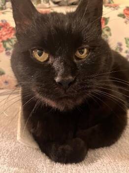 Domestic Short Hair Cats Available for Adoption - Marry Me | PetCurious