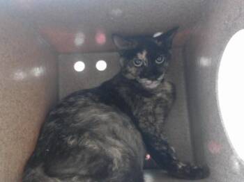 Domestic Short Hair Cats Available for Adoption in Orlando, Florida - FRECKLES | PetCurious