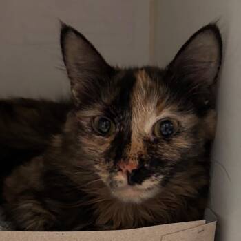 Eclipse -  Domestic Medium Hair Cat for Adoption in Naperville, Illinois - Eclipse | PetCurious