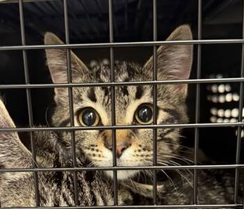 Rescue Domestic Short Hair Cats for Adoption in Troutdale, Oregon - Thing 1 (mcas) | PetCurious