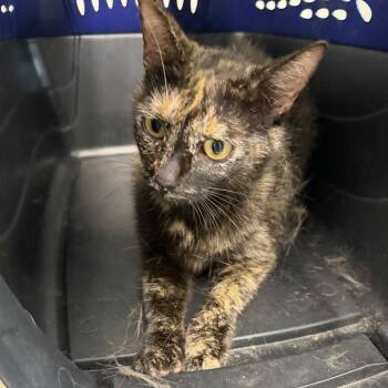 MoMo -  Domestic Short Hair Cat for Adoption in Cleveland, Mississippi - MoMo | PetCurious