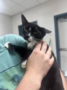 Arwen -  Domestic Short Hair Cat for Adoption in Savannah, Georgia - Arwen | PetCurious
