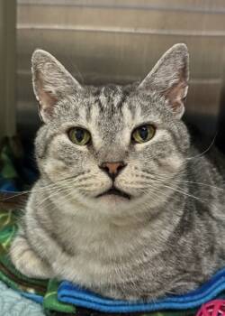 Rescue Domestic Short Hair Cats for Adoption in Aiken, South Carolina - McGonagall 53455 | PetCurious