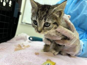 Starship -  Domestic Short Hair Cat for Adoption in Raleigh, North Carolina - Starship | PetCurious
