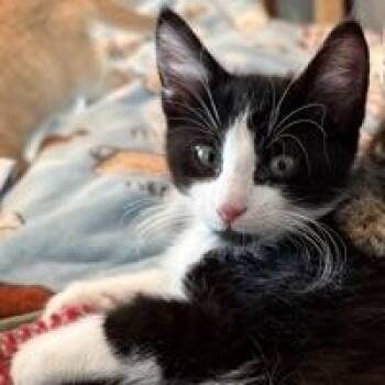 Mittens -  Domestic Short Hair Cat for Adoption in Rochester, Minnesota - Mittens | PetCurious