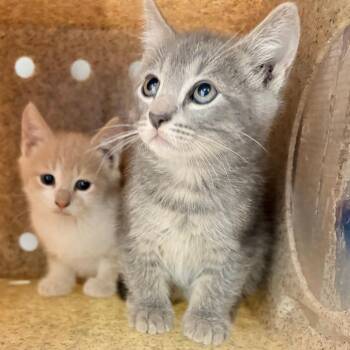 Domestic Short Hair Cats Available for Adoption in Philadelphia, Pennsylvania - Q T | PetCurious