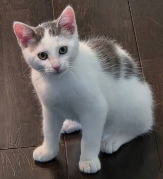 Rescue Domestic Short Hair Cats for Adoption in Columbus, Minnesota - Frodo | PetCurious