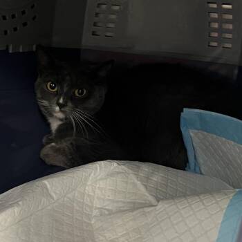 Roshani -  Domestic Short Hair Cat for Adoption in Salt Lake City, Utah - Roshani | PetCurious