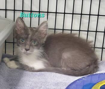 Buttons -  Domestic Medium Hair Cat for Adoption in Diamond Springs, California - Buttons | PetCurious