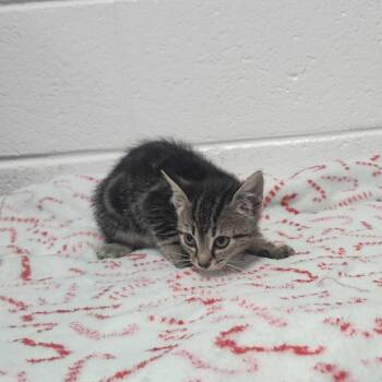 Little Suzy -  Domestic Short Hair Cat for Adoption in Spruce Pine, North Carolina - Little Suzy | PetCurious