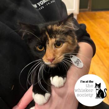 Josie -  Domestic Long Hair Cat for Adoption in West Allis, Wisconsin - Josie | PetCurious