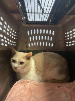 Ronin -  Domestic Short Hair Cat for Adoption - Ronin | PetCurious