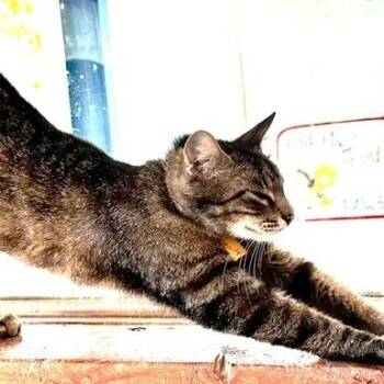 Molly - Social Former Mom -  Tabby Cat for Adoption in Hoquiam, Washington - Molly - Social Former Mom | PetCurious