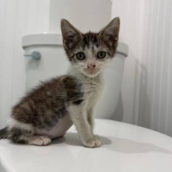 Estelle -  Domestic Short Hair Cat for Adoption in Pinellas Park, Florida - Estelle | PetCurious