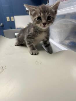 RAINY* -  Domestic Short Hair Cat for Adoption in Santa Cruz, California - RAINY* | PetCurious