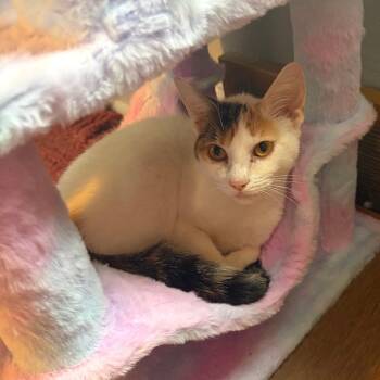 Boots -  Domestic Short Hair Cat for Adoption in Gibsonia, Pennsylvania - Boots | PetCurious