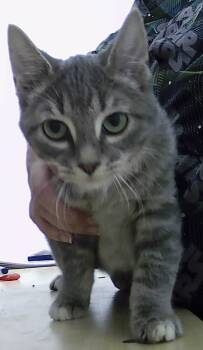 Rescue Domestic Short Hair Cats for Adoption in Dayton, Minnesota - Sterling | PetCurious