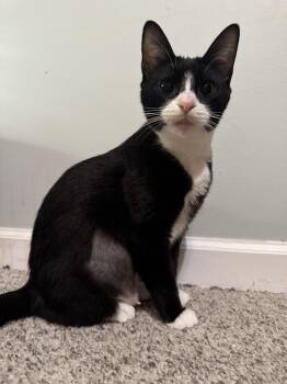 June - SR -  Domestic Short Hair Cat for Adoption in Greenville, South Carolina - June - SR | PetCurious