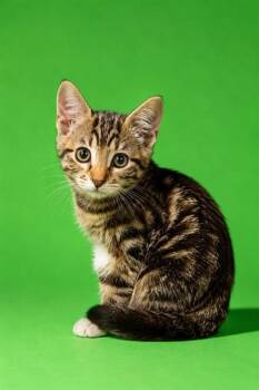 BOOTSY -  Domestic Short Hair Cat for Adoption in Jacksonville, Florida - BOOTSY | PetCurious