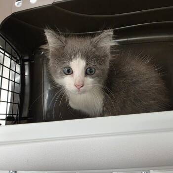 Unicorn -  Domestic Medium Hair Cat for Adoption in Chattanooga, Tennessee - Unicorn | PetCurious