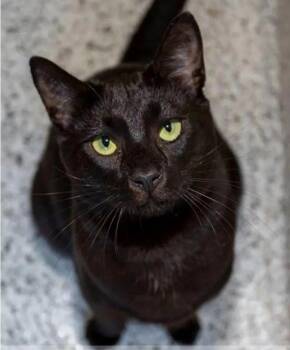 Rescue Domestic Short Hair Cats for Adoption in Hamilton, Ontario - North | PetCurious