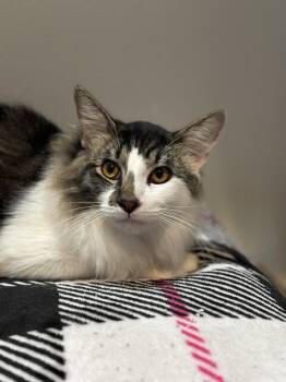 Domestic Long Hair and Tabby Cats Available for Adoption - Smudge | PetCurious