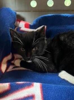 Mack -  Domestic Short Hair Cat for Adoption in Oradell, New Jersey - Mack | PetCurious